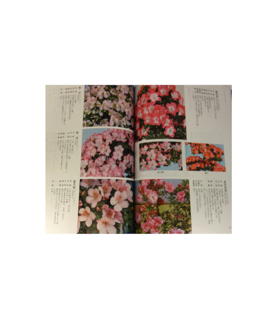 Catalogue Satsuki 2020