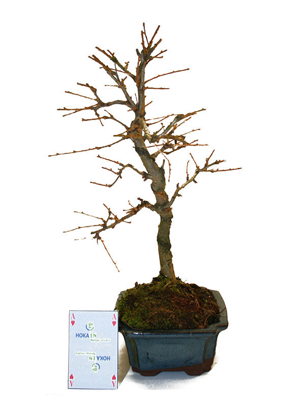 Buiten Bonsai Pseudolarix amabilis shape blauwe rechthoekige pot 15cm, hoogte ~35cm