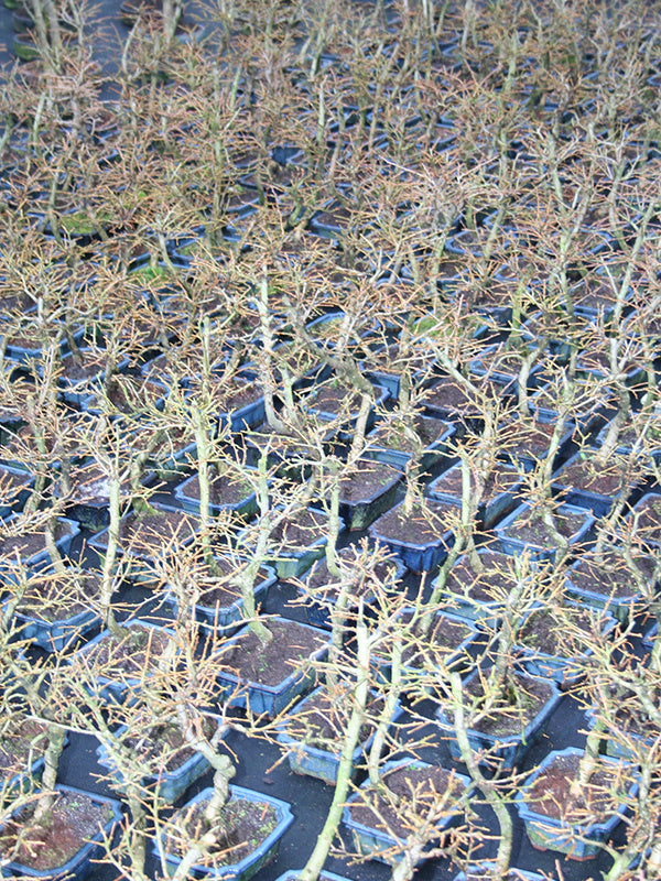Buiten Bonsai Pseudolarix amabilis shape blauwe rechthoekige pot 15cm, hoogte ~35cm