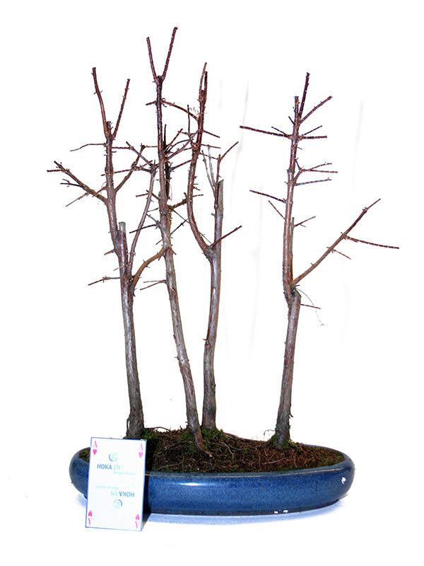 Bonsaï d'extérieur Metasequoia groupe 5, pot ovale 29 cm, hauteur ~35 cm
