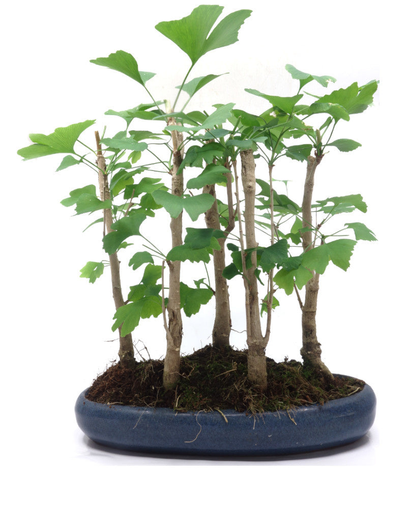 Buiten Bonsai Ginkgo biloba groep 5 ovale pot 29cm, hoogte ~35cm