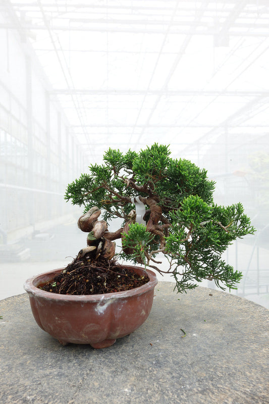 Bonsaï d'extérieur Juniperus chinensis, pot rond non émaillé de 15 cm, hauteur ~20 cm