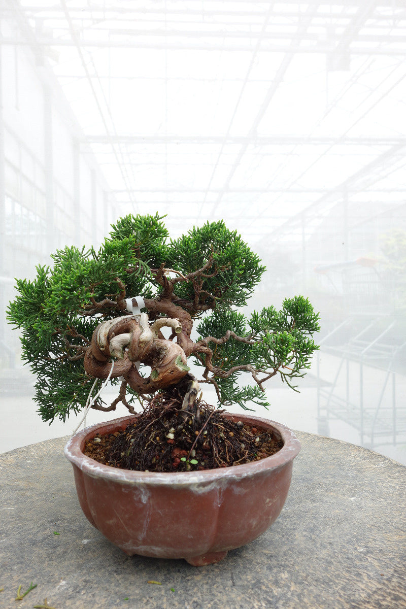 Bonsaï d'extérieur Juniperus chinensis, pot rond non émaillé de 15 cm, hauteur ~20 cm