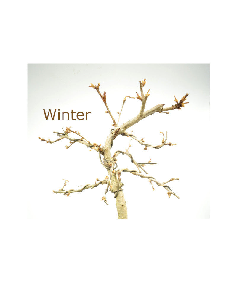 Bonsaï d'extérieur Pseudolarix amabilis bleu, pot rectangulaire de 20 cm, hauteur ~40 cm