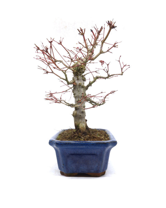 Bonsaï d'extérieur Acer palmatum bleu, pot Mokko 21 cm, hauteur 36 cm