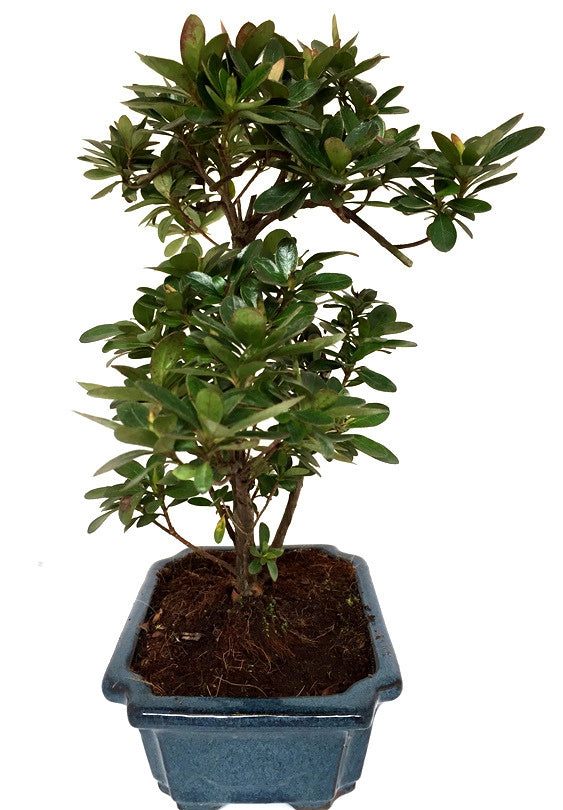 Buiten Bonsai Rhododendron blauwe rechthoekige pot 20cm, hoogte ~36cm