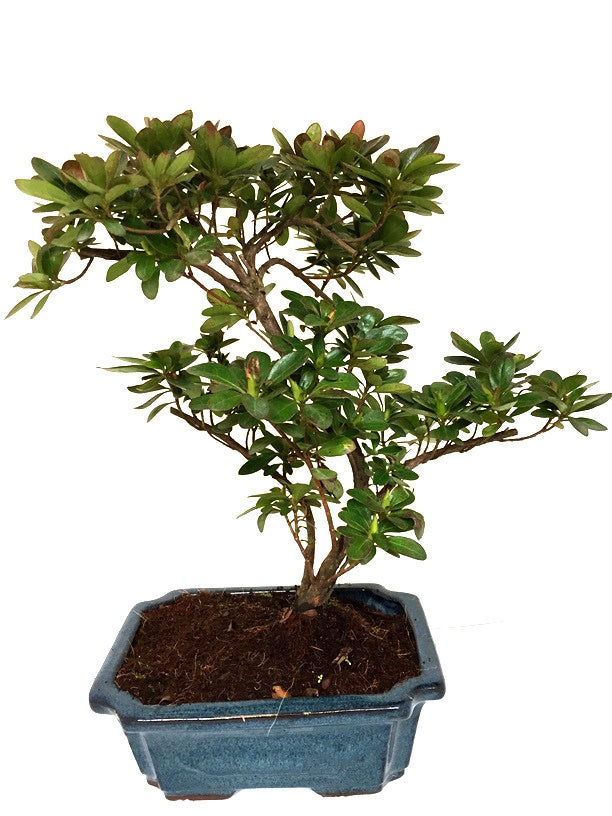 Buiten Bonsai Rhododendron blauwe rechthoekige pot 20cm, hoogte ~36cm