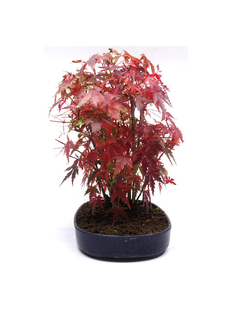 Bonsaï d'extérieur Acer palmatum, pot ovale bleu en plastique de 22 cm, hauteur 32 cm
