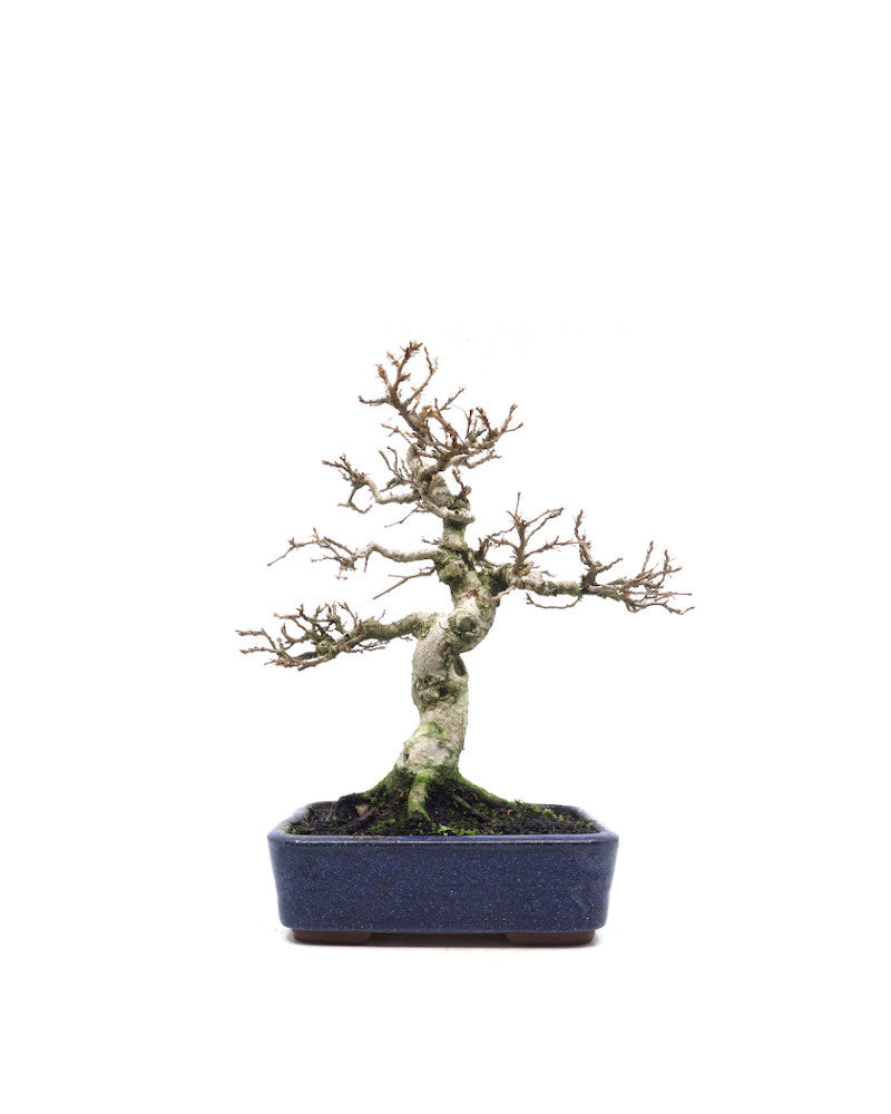 Buiten Bonsai Carpinus coreana blauwe rechthoekige pot 16cm, hoogte 30cm