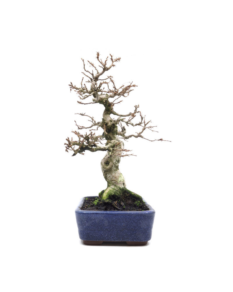Buiten Bonsai Carpinus coreana blauwe rechthoekige pot 16cm, hoogte 30cm