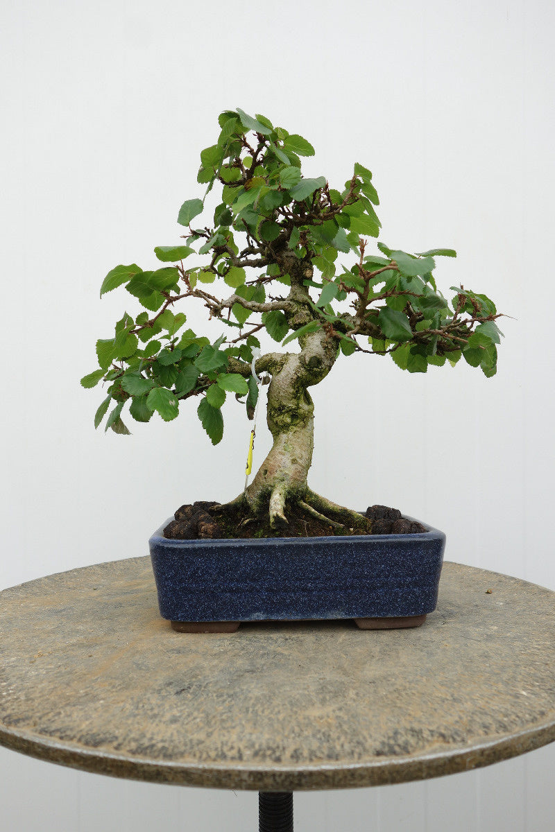 Buiten Bonsai Carpinus coreana blauwe rechthoekige pot 16cm, hoogte 30cm