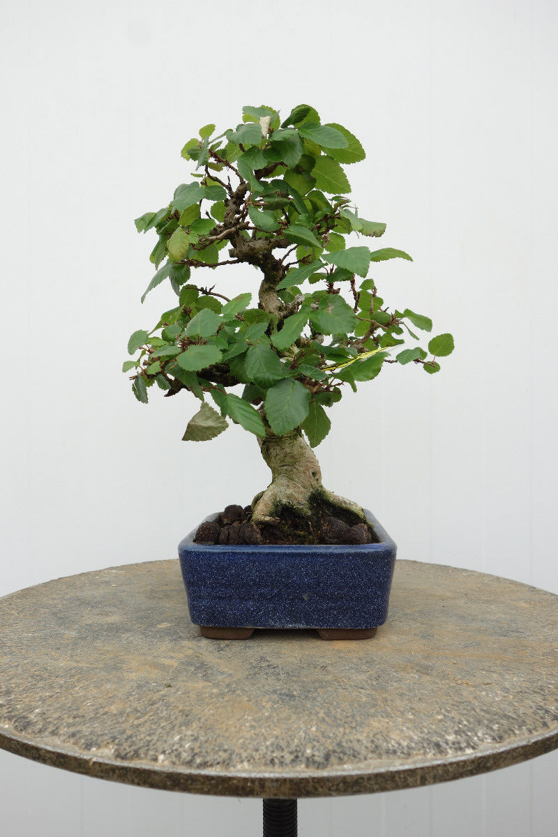 Buiten Bonsai Carpinus coreana blauwe rechthoekige pot 16cm, hoogte 30cm