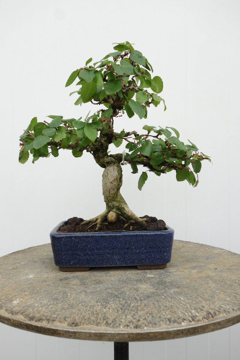 Buiten Bonsai Carpinus coreana blauwe rechthoekige pot 16cm, hoogte 30cm