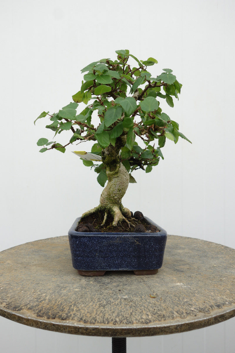 Buiten Bonsai Carpinus coreana blauwe rechthoekige pot 16cm, hoogte 30cm