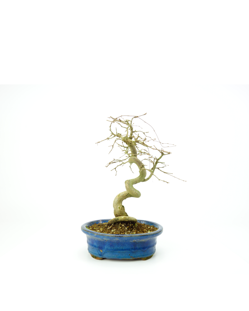 Buiten Bonsai Carpinus coreana blauwe ovale pot 18cm, hoogte ~33cm