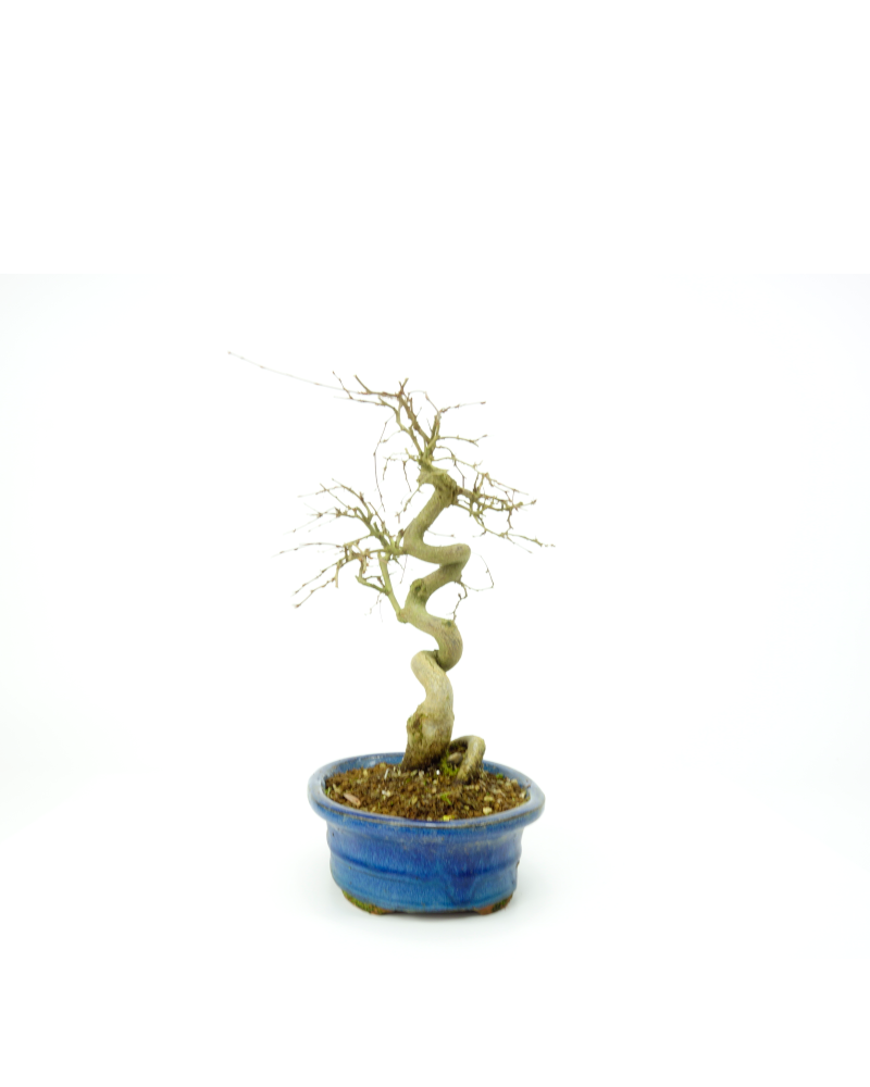 Buiten Bonsai Carpinus coreana blauwe ovale pot 18cm, hoogte ~33cm