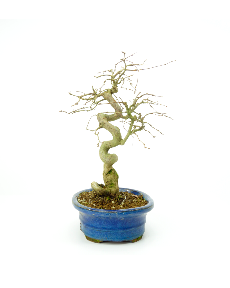 Buiten Bonsai Carpinus coreana blauwe ovale pot 18cm, hoogte ~33cm