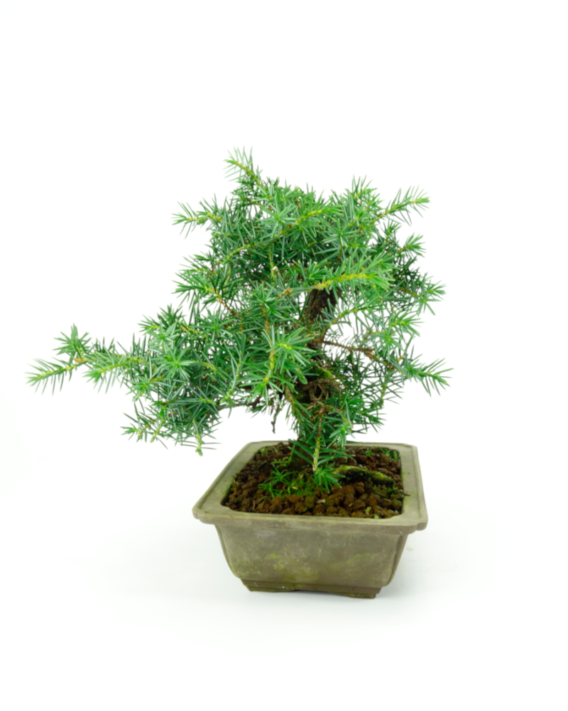 Buiten Bonsai Juniperus rigida ongeglazuurde rechthoekige pot ~ 20cm, hoogte ~ 25cm