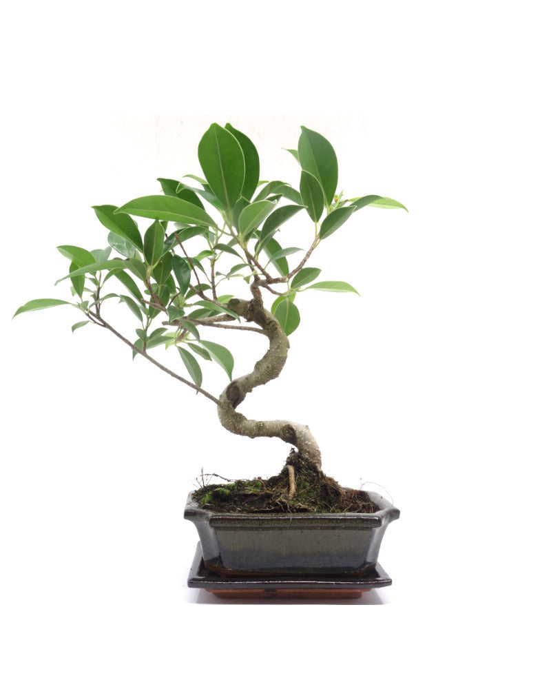 Binnen Bonsai Ficus retusa shape groene rechthoekige pot 15cm, hoogte ~ 30cm