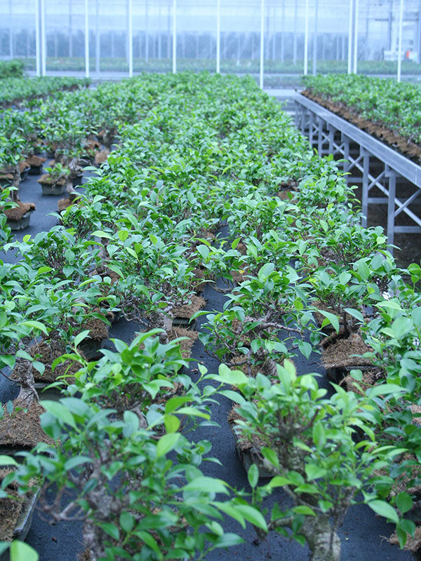 Bonsaï d'intérieur Ficus retusa en pot rectangulaire vert de 20 cm, hauteur ~ 36 cm