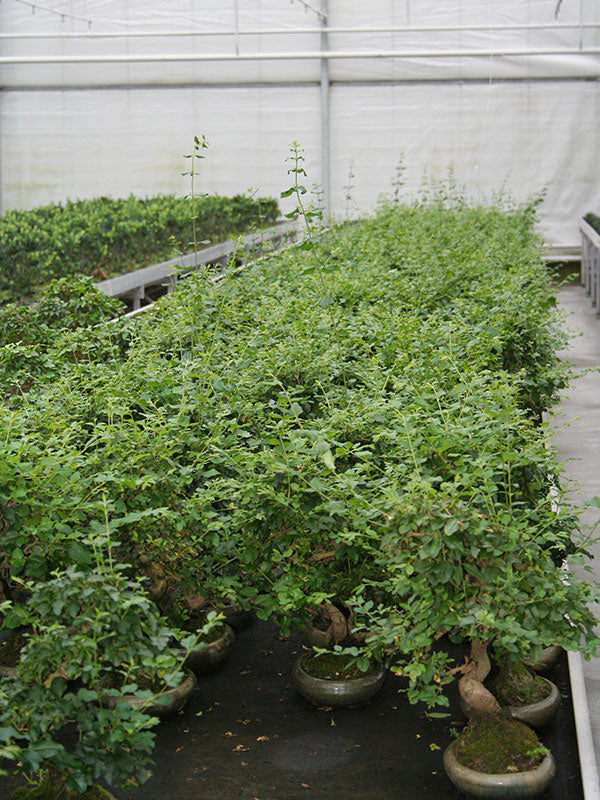 Bonsaï d'intérieur Ligustrum sinensis, pot ovale vert de 24 cm, hauteur ~ 40 cm
