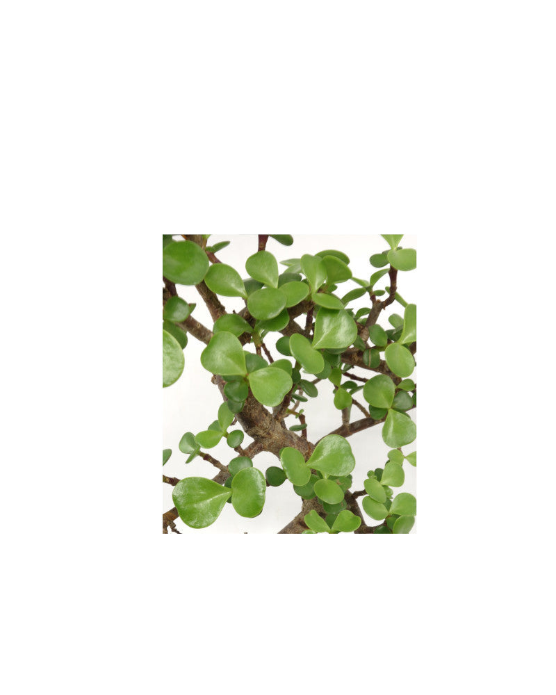 Binnen Bonsai Portulacaria afra blauwe Mokko pot 22cm, hoogte ~27cm