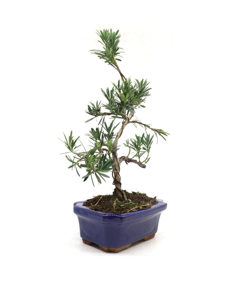 Buiten Bonsai Podocarpus macrophylla blauwe rechthoekige pot 20cm, hoogte ~40cm