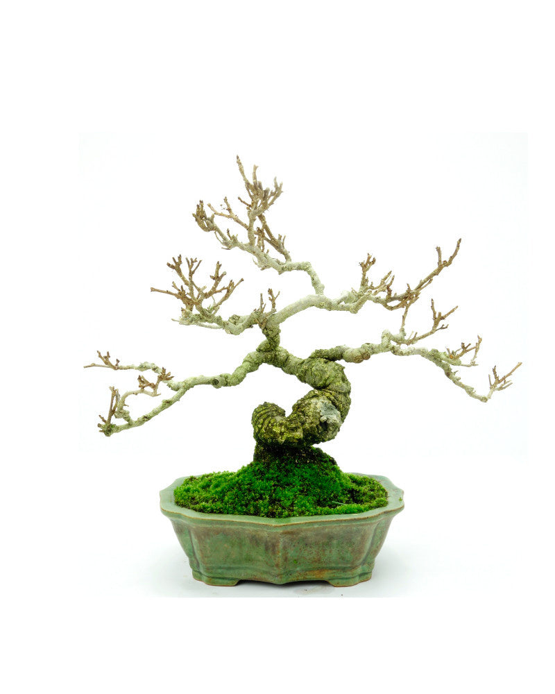 Shohin Buiten Bonsai Celastrus orbiculatus groene lotus pot 16cm, hoogte ~23cm