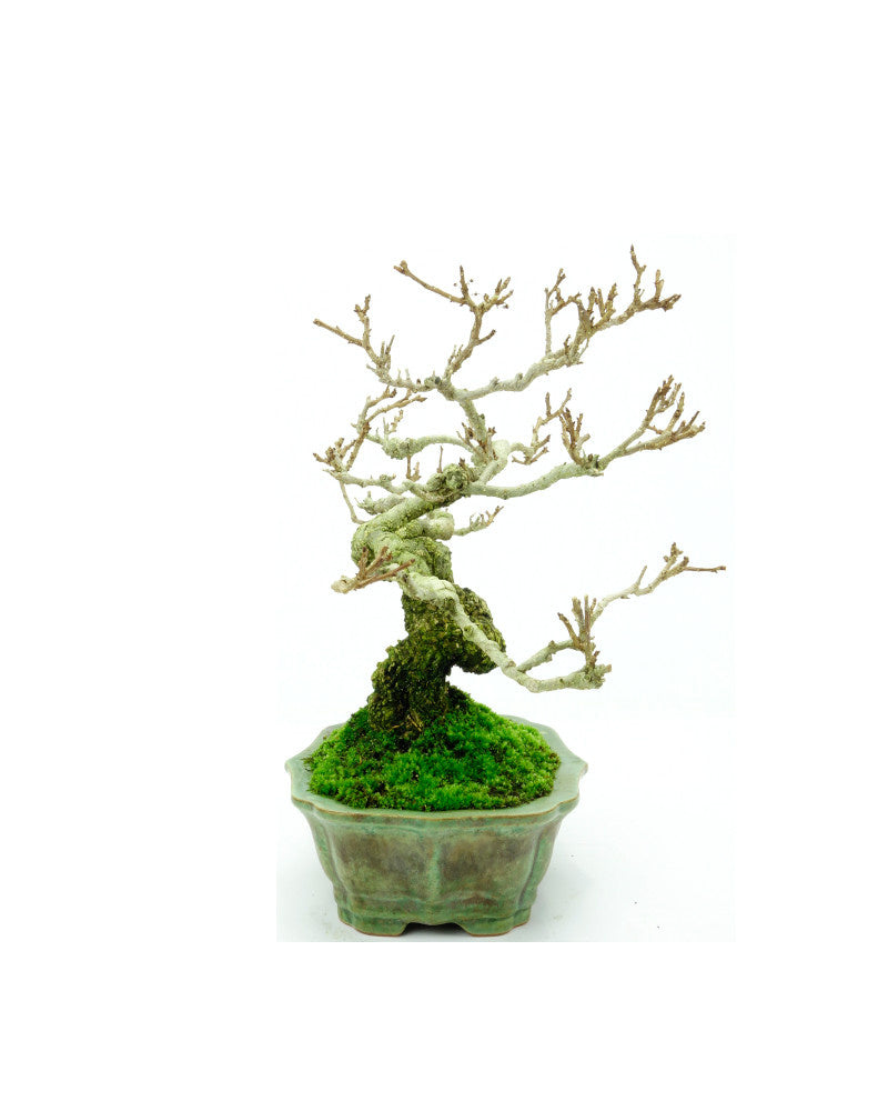 Shohin Buiten Bonsai Celastrus orbiculatus groene lotus pot 16cm, hoogte ~23cm