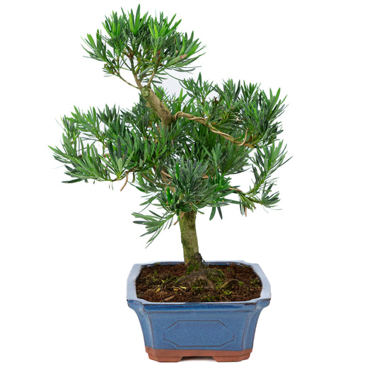 Podocarpus macrophylla blauwe pot 30cm, hoogte ~45cm