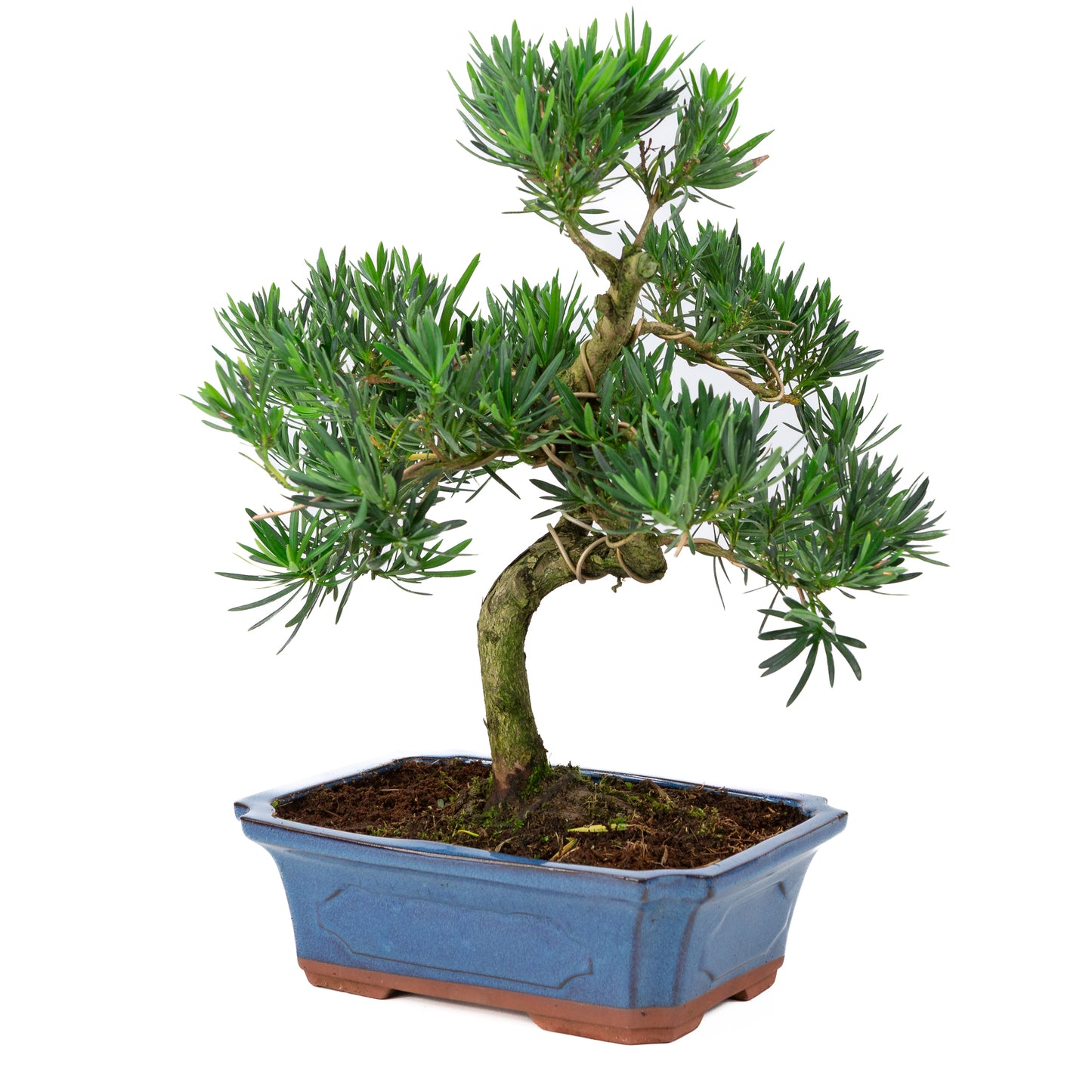 Podocarpus macrophylla blauwe pot 30cm, hoogte ~45cm