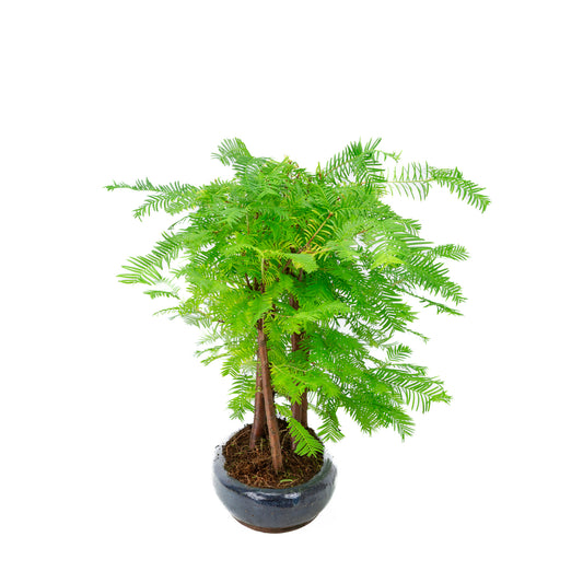 Metasequoia groupe 5 pot ovale 29 cm, hauteur ~35 cm