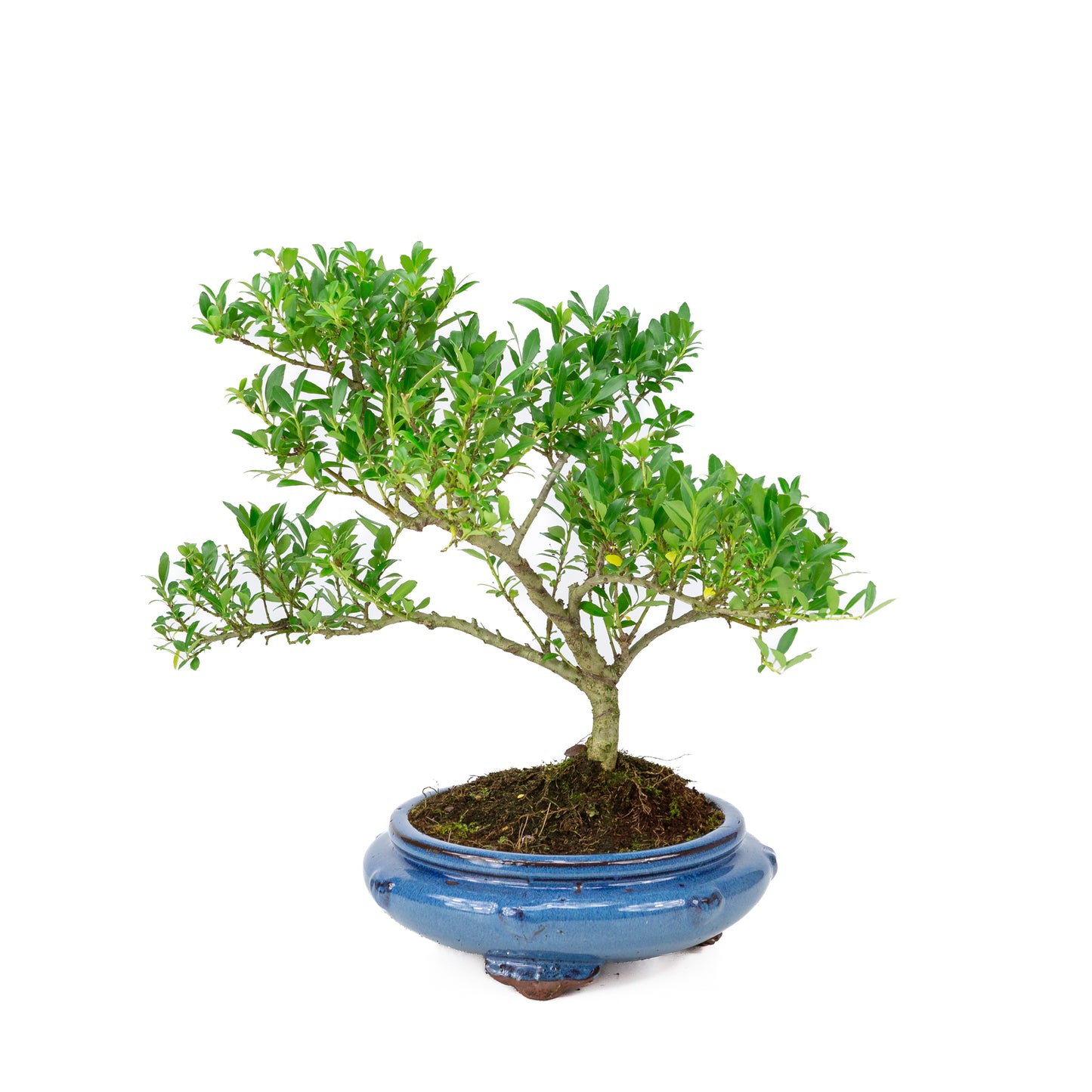 Ilex crenata blauwe ronde pot 23cm, hoogte ~43cm