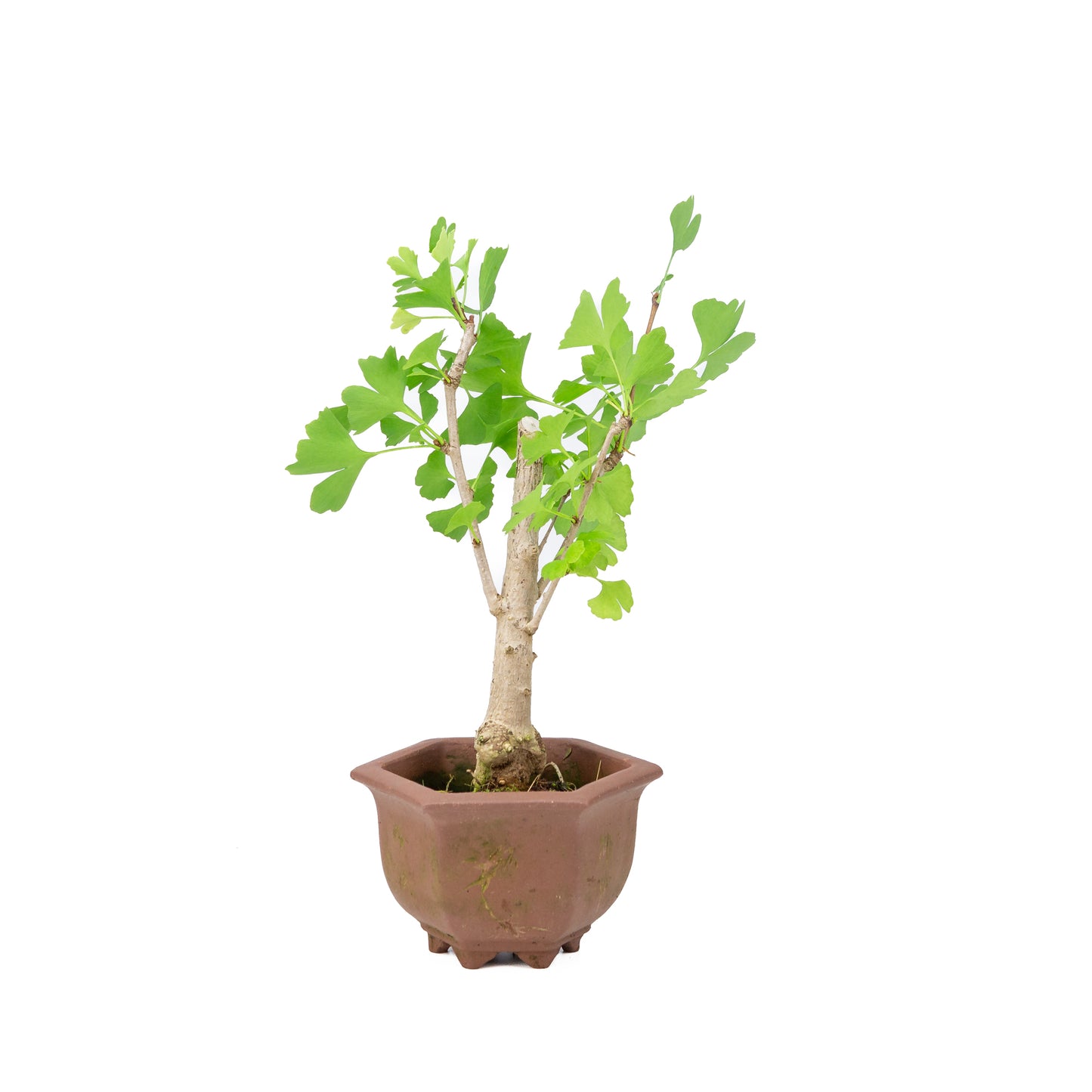 Ginkgo biloba pot hexagonal brun 17 cm, hauteur ~35 cm
