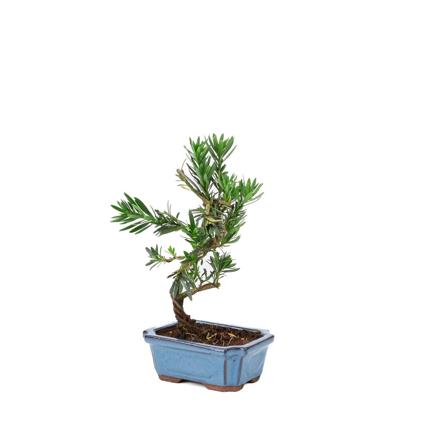 Podocarpus macrophylla pot rectangulaire bleu 15 cm