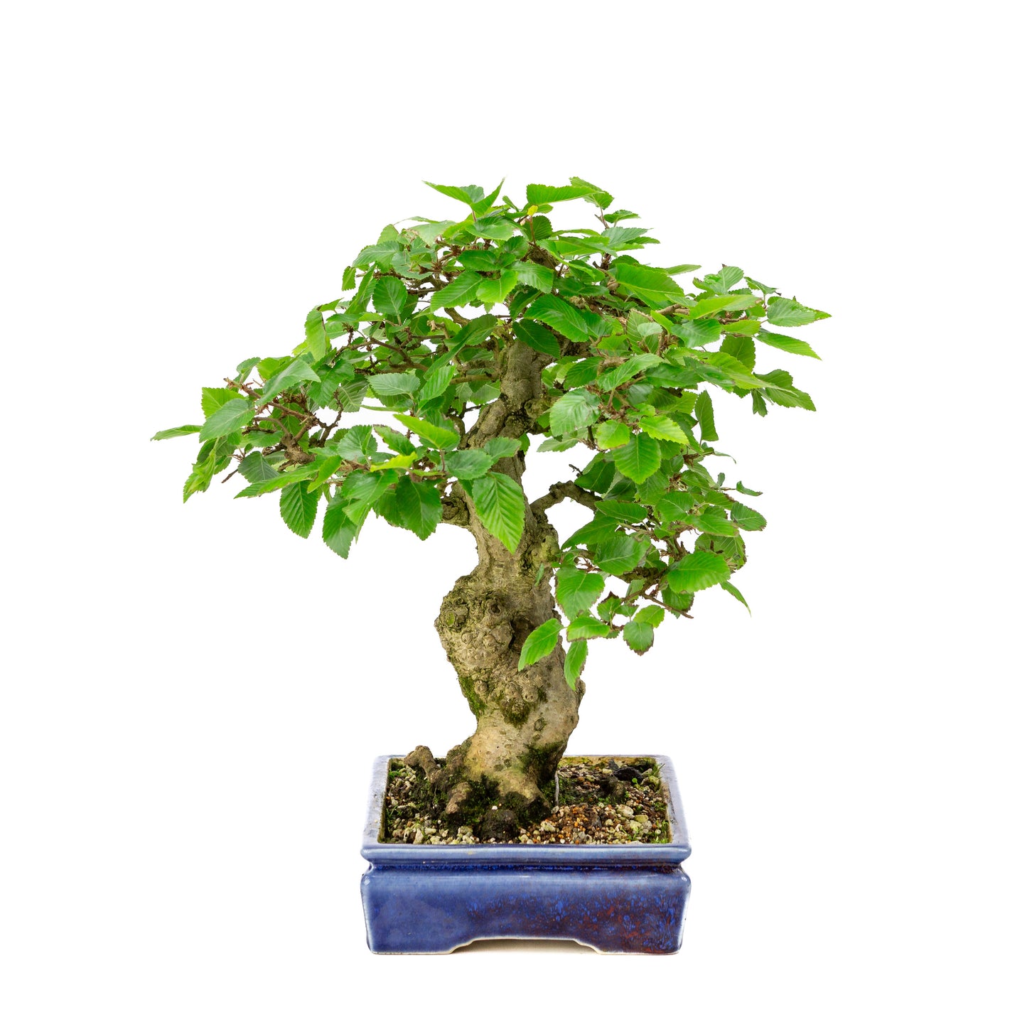 Carpinus coreana blauer rechteckiger Topf 21cm, Höhe ~35cm