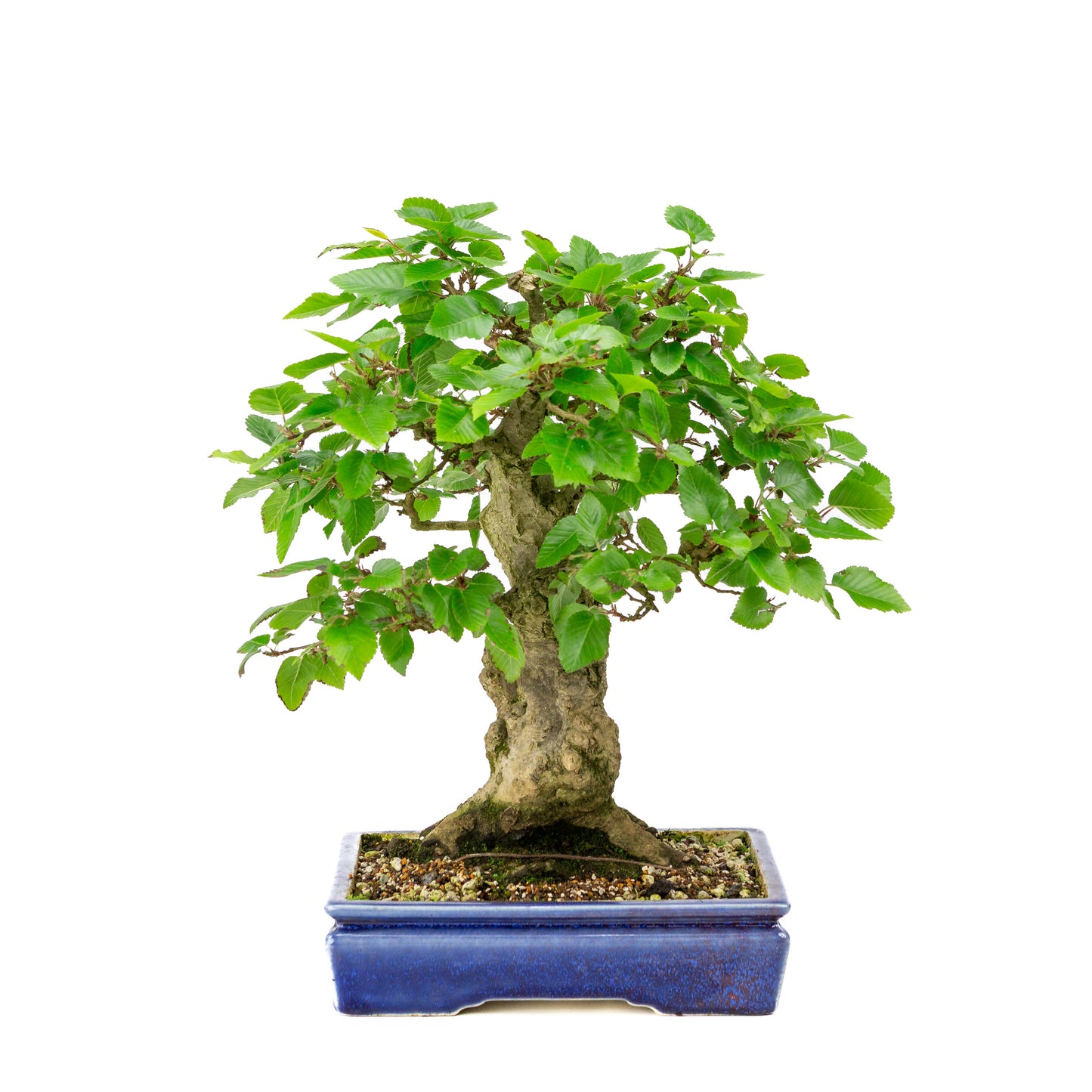 Carpinus coreana blauer rechteckiger Topf 21cm, Höhe ~35cm