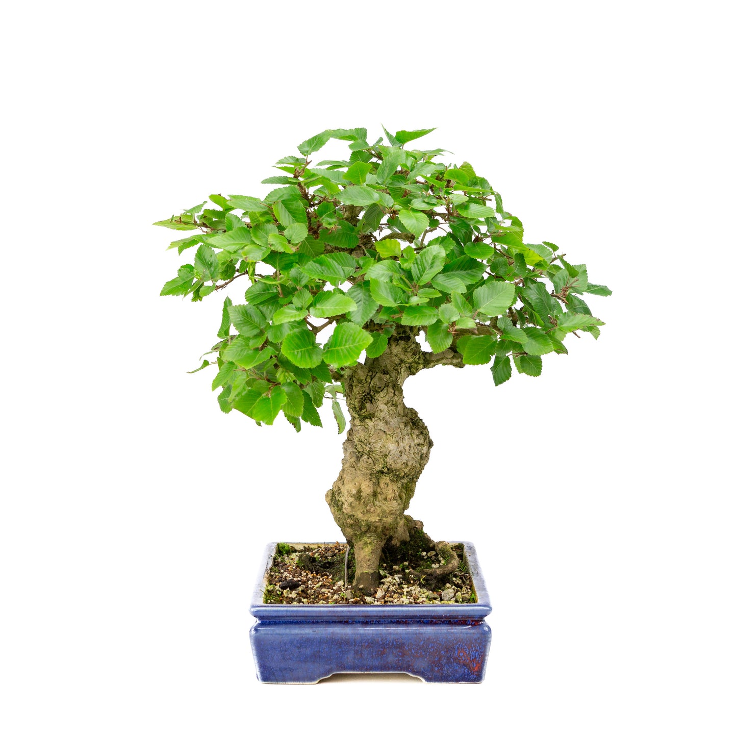 Carpinus coreana blauer rechteckiger Topf 21cm, Höhe ~35cm