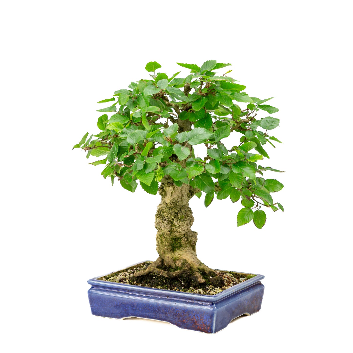 Carpinus coreana blauer rechteckiger Topf 21cm, Höhe ~35cm