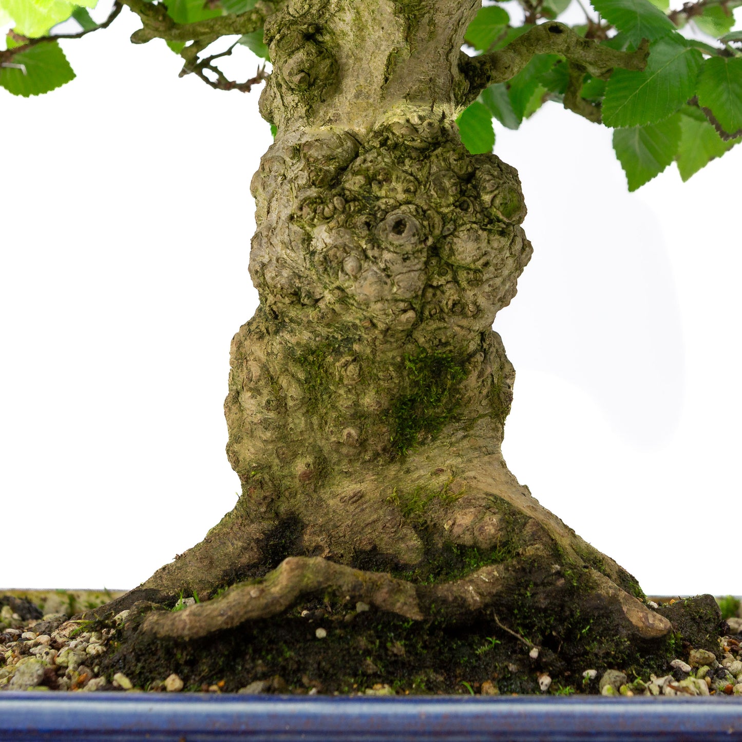 Carpinus coreana blauer rechteckiger Topf 21cm, Höhe ~35cm