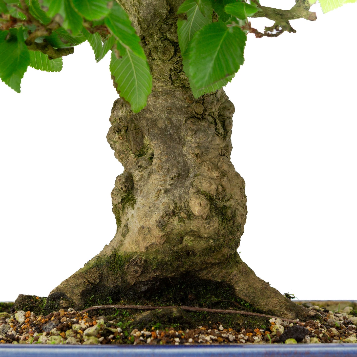 Carpinus coreana blauer rechteckiger Topf 21cm, Höhe ~35cm