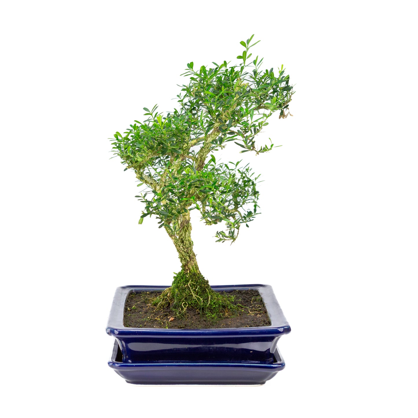 Buxus harlandii Bonsai in blauwe pot 26cm, hoogte ~38cm