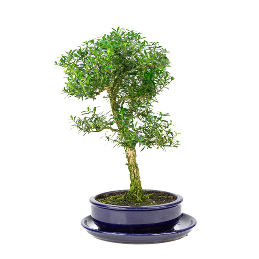 Buxus harlandii Bonsai in blauwe pot 19cm, hoogte ~41cm