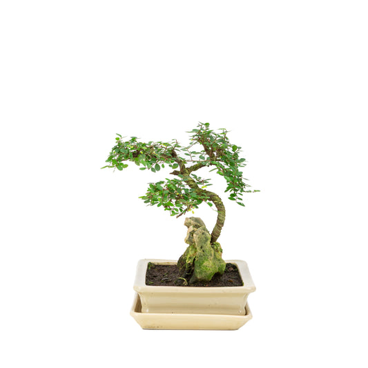 Bonsaï Zelkova avec pierre dans un pot crème 21 cm, hauteur ~26 cm