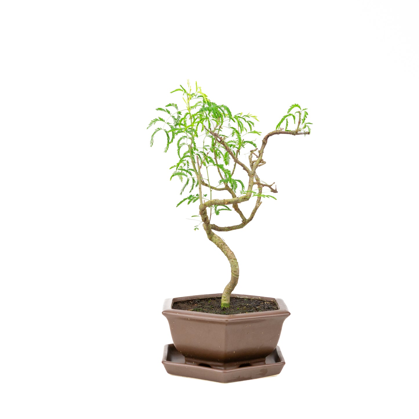 Vachellia Bonsai in brown pot 22cm, height ~43cm