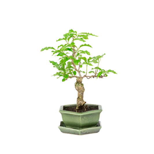 Bougainvillea glabra Bonsai in groene pot 15cm, hoogte ~31cm