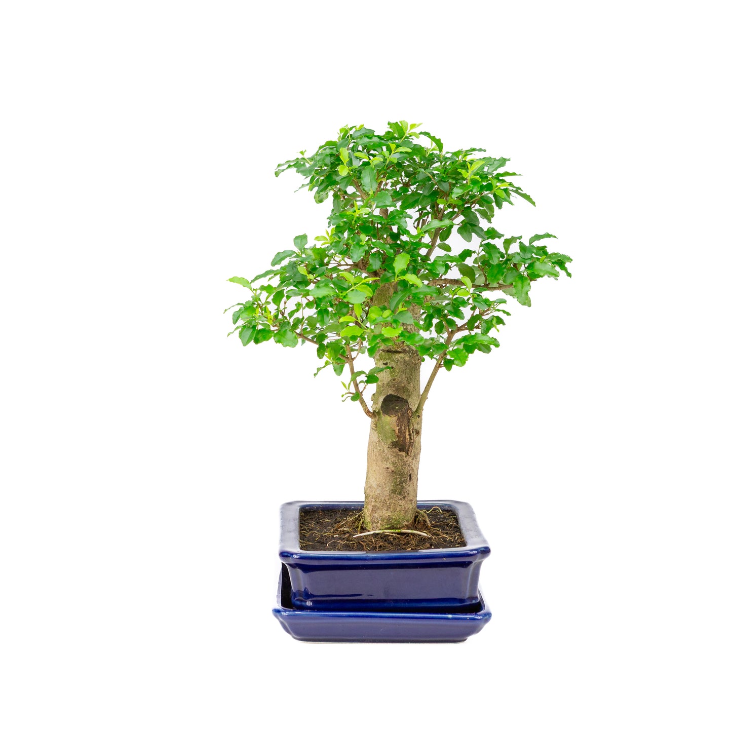 Ligustrum ovalifolium Bonsai in blauwe pot 16cm, hoogte ~31cm