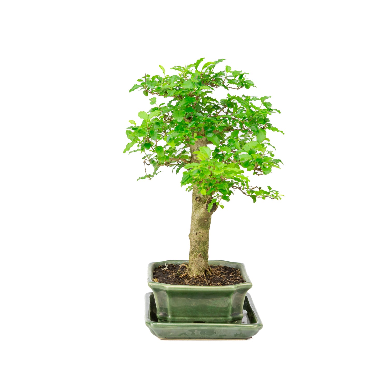 Ligustrum ovalifolium Bonsai in groene pot 16cm, hoogte ~32cm