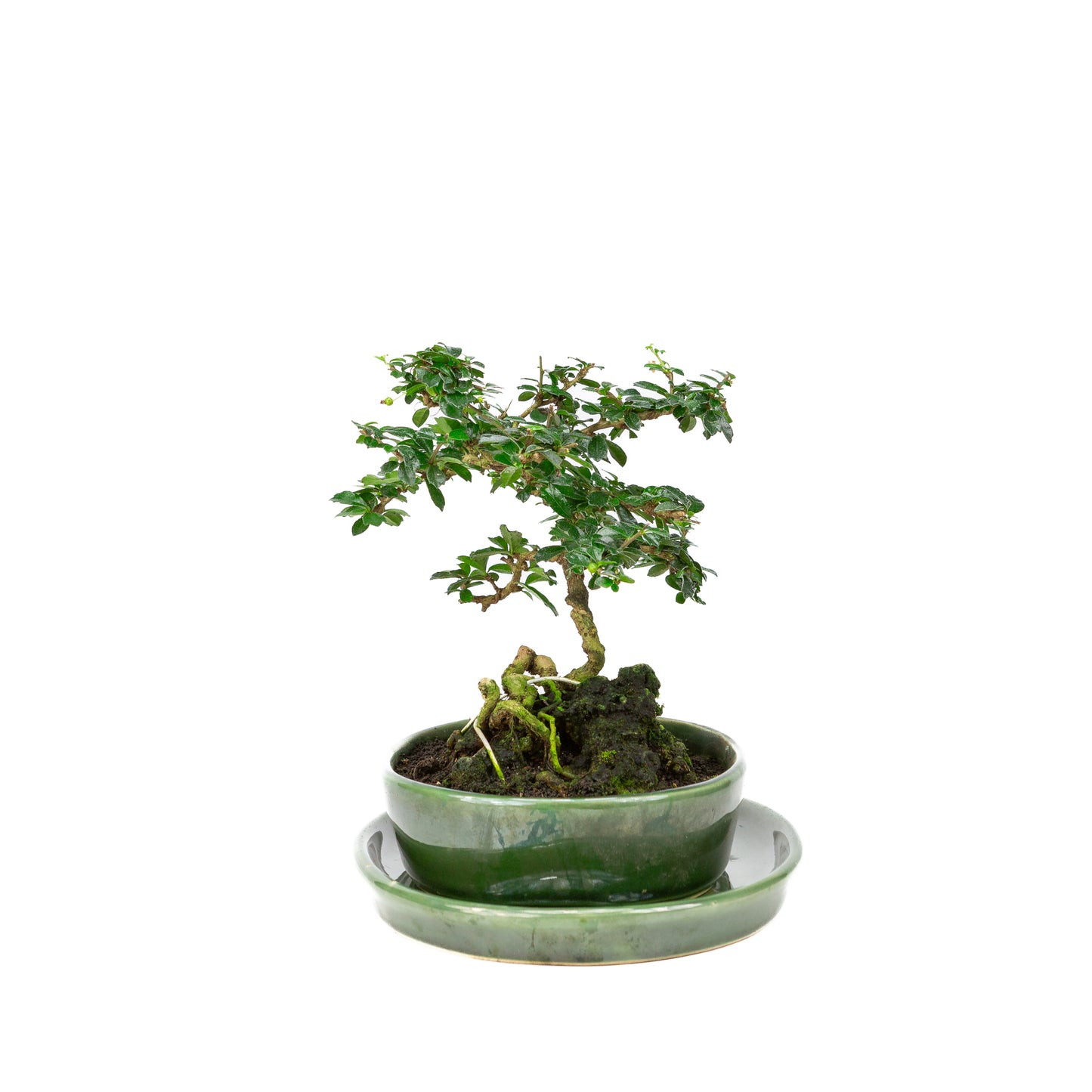 Carmona microphylla Bonsai met steen in groene pot 20cm, hoogte ~23cm