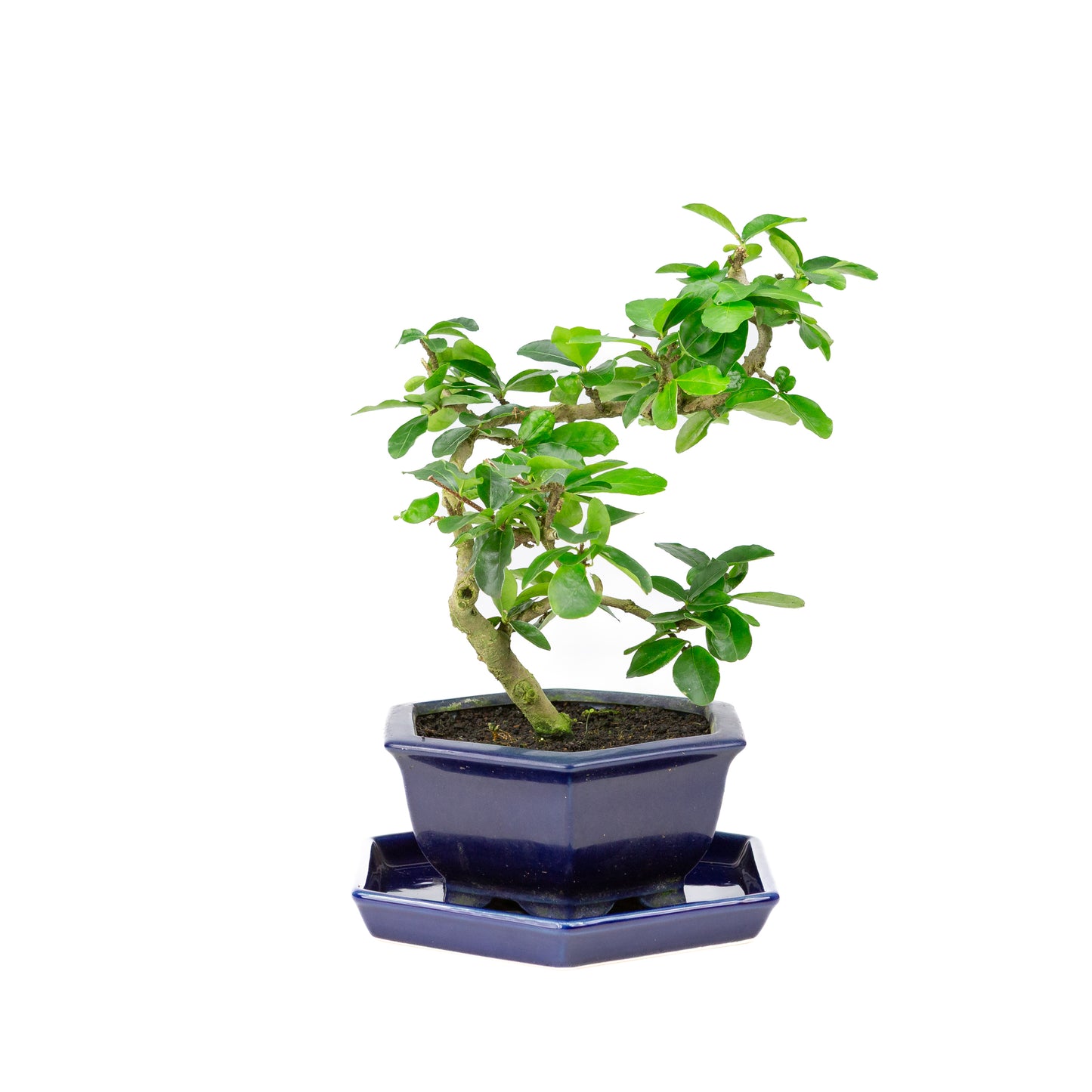 Bonsaï Premna dans un pot bleu 18 cm, hauteur ~30 cm